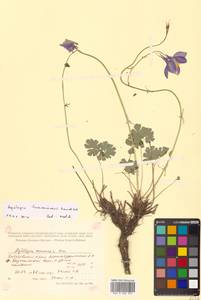 Aquilegia flabellata Siebold & Zucc., Siberia, Russian Far East (S6) (Russia)