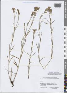 Dianthus chinensis L., Siberia, Yakutia (S5) (Russia)