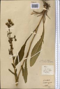 Jacobaea racemosa subsp. kirghisica (DC.) Galasso & Bartolucci, Middle Asia, Northern & Central Kazakhstan (M10) (Kazakhstan)