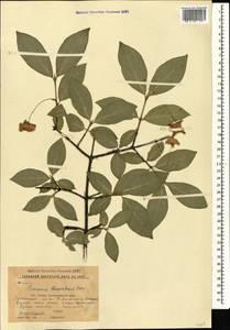 Euonymus leiophloeus Stev., Caucasus, Krasnodar Krai & Adygea (K1a) (Russia)