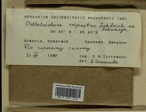 Lewinskya rupestris (Schleich. ex Schwägr.) F. Lara, Garilleti & Goffinet, Bryophytes, Bryophytes - Transcaucasia (B13) (Armenia)