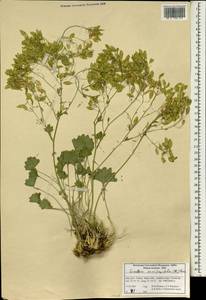 Graellsia saxifragifolia (DC.) Boiss., South Asia, South Asia (Asia outside ex-Soviet states and Mongolia) (ASIA) (Iran)
