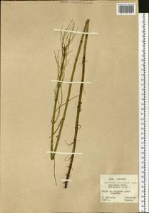 Equisetum fluviatile L., Siberia, Yakutia (S5) (Russia)