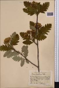Hedlundia turkestanica (Hedl.) Mezhenskyj, Middle Asia, Western Tian Shan & Karatau (M3) (Uzbekistan)