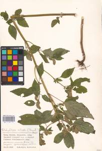 Elsholtzia ciliata (Thunb.) Hyl., Eastern Europe, Moscow region (E4a) (Russia)
