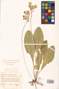 Primula veris subsp. macrocalyx (Bunge) Lüdi, Eastern Europe, Eastern region (E10) (Russia)