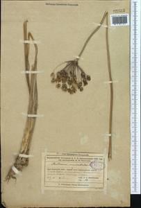 Butomus umbellatus L., Middle Asia, Muyunkumy, Balkhash & Betpak-Dala (M9) (Kazakhstan)