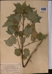 Gossypium herbaceum, Middle Asia, Kopet Dag, Badkhyz, Small & Great Balkhan (M1) (Turkmenistan)
