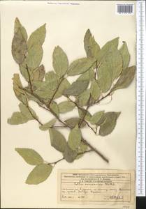 Celtis caucasica Willd., Middle Asia, Western Tian Shan & Karatau (M3) (Kazakhstan)