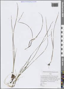 Carex, Siberia, Russian Far East (S6) (Russia)