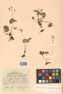 Micranthes nelsoniana var. insularis (Hultén) Gornall & H. Ohba, Siberia, Russian Far East (S6) (Russia)