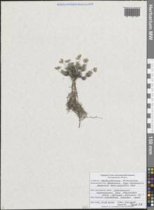 Androsace villosa subsp. koso-poljanskii (Ovcz.) Fed., Eastern Europe, Central forest-and-steppe region (E6) (Russia)