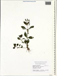 Veronica anagallis-aquatica L., Crimea (KRYM) (Russia)