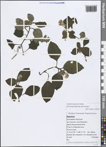 Impatiens, South Asia, South Asia (Asia outside ex-Soviet states and Mongolia) (ASIA) (Vietnam)