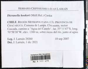 Dicranella hookeri (Müll. Hal.) Cardot, Bryophytes, Bryophytes - America (BAm) (Chile)