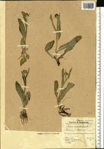 Tephroseris aurantiaca (Hoppe ex Willd.) Griseb. & Schenk, Eastern Europe, Northern region (E1) (Russia)