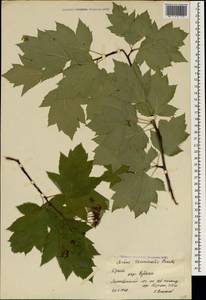 Aria torminalis (L.) Beck, Crimea (KRYM) (Russia)