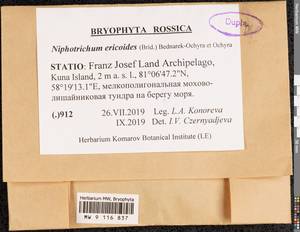 Niphotrichum ericoides (Brid.) Bedn.-Ochyra & Ochyra, Bryophytes, Bryophytes - European North East (B7) (Russia)
