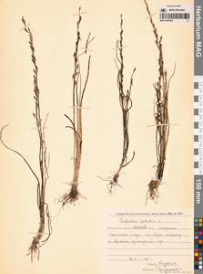 Triglochin palustris L., Siberia, Chukotka & Kamchatka (S7) (Russia)