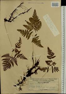 Gymnocarpium robertianum (Hoffm.) Newman, Eastern Europe, Central region (E4) (Russia)