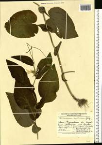 Doronicum carpaticum (Griseb. & Schenk) Nyman, Eastern Europe, West Ukrainian region (E13) (Ukraine)