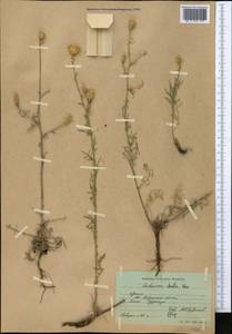 Centaurea alba subsp. sterilis (Stev.) Mikheev, Crimea (KRYM) (Russia)