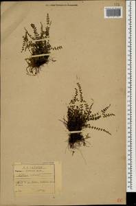 Asplenium trichomanes L., Caucasus, Stavropol Krai, Karachay-Cherkessia & Kabardino-Balkaria (K1b) (Russia)