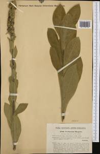 Verbascum thapsus L., Western Europe (EUR) (Austria)