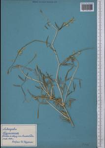 Astragalus, Middle Asia, Karakum (M6) (Turkmenistan)