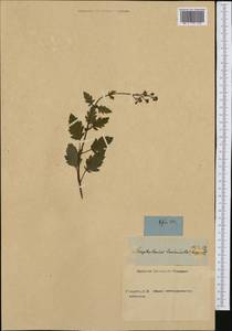 Scrophularia laciniata Waldst. & Kit., Western Europe (EUR) (Not classified)