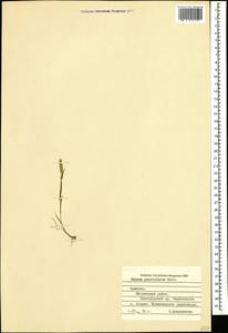 Phleum paniculatum Huds., Caucasus, Armenia (K5) (Armenia)