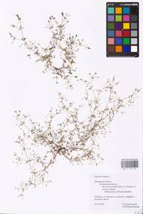 Galium trifidum L., Eastern Europe, North-Western region (E2) (Russia)