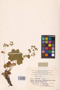 Alchemilla, Eastern Europe, Northern region (E1) (Russia)