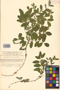 Astragalus frigidus (L.) A.Gray, Siberia, Chukotka & Kamchatka (S7) (Russia)