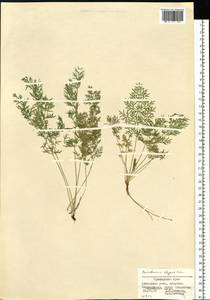 Kitagawia komarovii Pimenov, Siberia, Russian Far East (S6) (Russia)