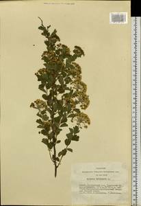 Spiraea trilobata L., Siberia, Altai & Sayany Mountains (S2) (Russia)