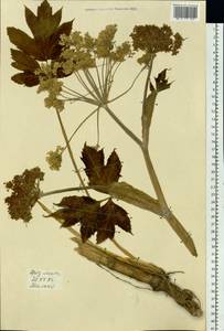 Heracleum dissectum Ledeb., Siberia, Russian Far East (S6) (Russia)