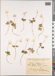 Anemone caucasica Willd. ex Rupr., Caucasus, Georgia (K4) (Georgia)
