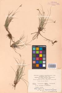 Carex supina Willd. ex Wahlenb., Eastern Europe, Eastern region (E10) (Russia)