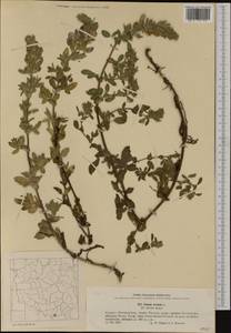 Ononis spinosa subsp. hircina (Jacq.)Gams, Western Europe (EUR) (Poland)