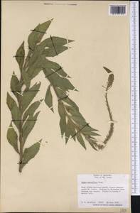 Oenothera curtiflora W. L. Wagner & Hoch, America (AMER) (United States)