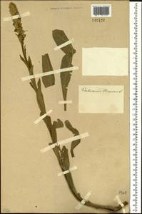 Verbascum thapsus L., Siberia (no precise locality) (S0) (Russia)
