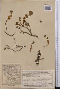 Hylotelephium ewersii (Ledeb.) H. Ohba, Middle Asia, Muyunkumy, Balkhash & Betpak-Dala (M9) (Kazakhstan)