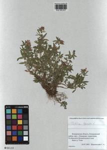 KUZ 000 837, Trifolium lupinaster L., Siberia, Altai & Sayany Mountains (S2) (Russia)