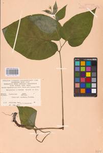 Symphytum cordatum Waldst. & Kit., Eastern Europe, West Ukrainian region (E13) (Ukraine)