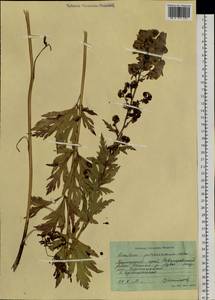 Aconitum kusnezoffii Rchb., Siberia, Russian Far East (S6) (Russia)