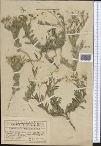 Haplophyllum versicolor Fisch. & C. A. Mey., Middle Asia, Western Tian Shan & Karatau (M3) (Kazakhstan)