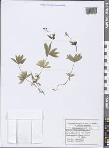 Galium odoratum (L.) Scop., Eastern Europe, Middle Volga region (E8) (Russia)