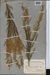 Tamarix ramosissima Ledeb., Middle Asia, Muyunkumy, Balkhash & Betpak-Dala (M9) (Kazakhstan)