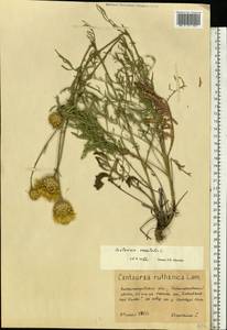 Centaurea orientalis L., Eastern Europe, South Ukrainian region (E12) (Ukraine)